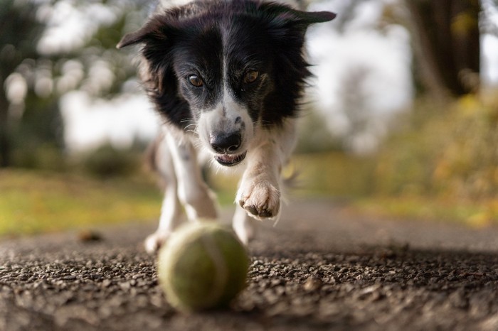 Cão reativo: entenda como o adestramento pode ajudar